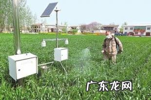 做到这6点就够了 野草是怎么种植的