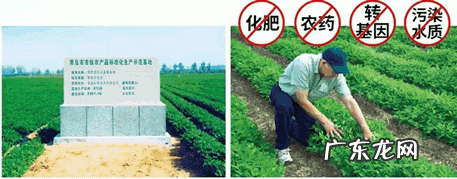 八角高产规范化栽培技术 八角石怎么样种植