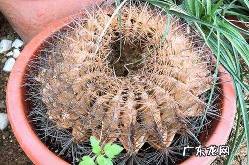 养花高手教你在室内养好“彩色仙人球” 泥炭土如何种植仙人球