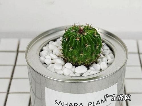 养花高手教你在室内养好“彩色仙人球” 泥炭土如何种植仙人球