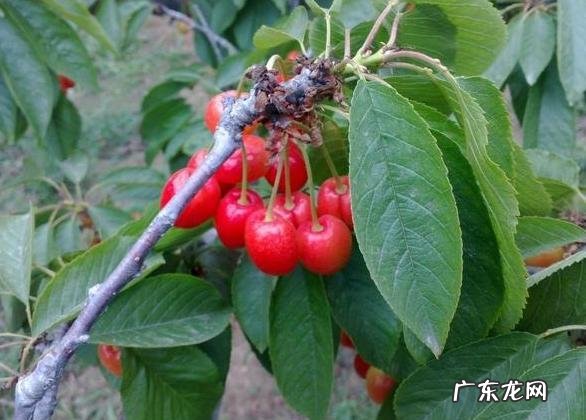 那是因为你没掌握好这3点技术 校园樱桃树怎么种植