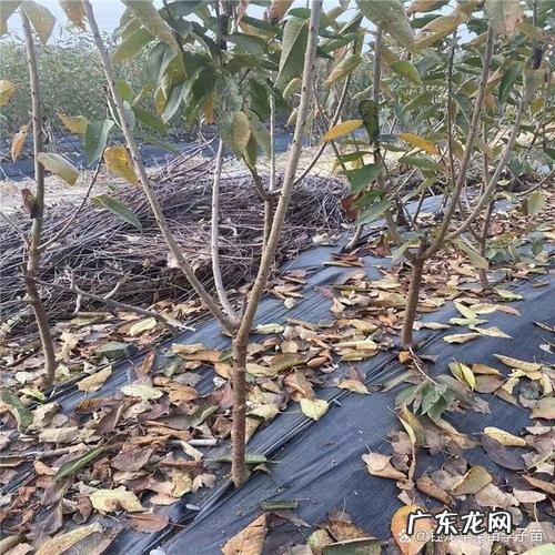 那是因为你没掌握好这3点技术 校园樱桃树怎么种植