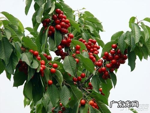 那是因为你没掌握好这3点技术 校园樱桃树怎么种植