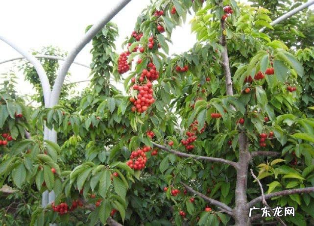 那是因为你没掌握好这3点技术 校园樱桃树怎么种植