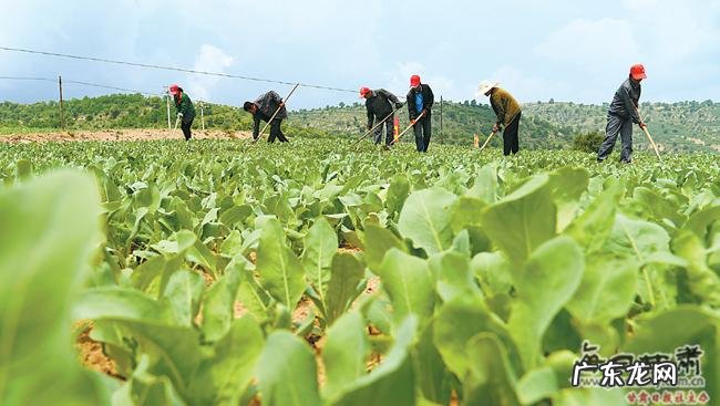 春天常吃这种“绿叶菜” 荆芥种子怎么种植