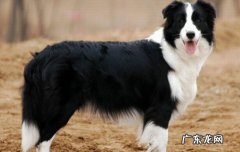 狗耳朵本来立了怎么又不立了 头很圆耳朵半立着的狗是什么狗