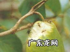 果蝇这种虫害危害很严重 种植的葫芦如何预防果蝇