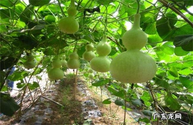 果蝇这种虫害危害很严重 种植的葫芦如何预防果蝇