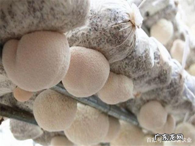 根系“剪掉”种盆里 盆栽磨菇怎么种植
