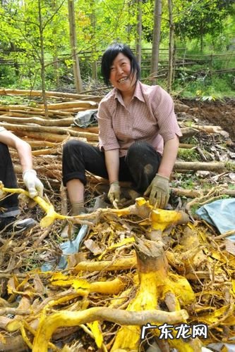 六大林下种养项目 山林种植业怎么样