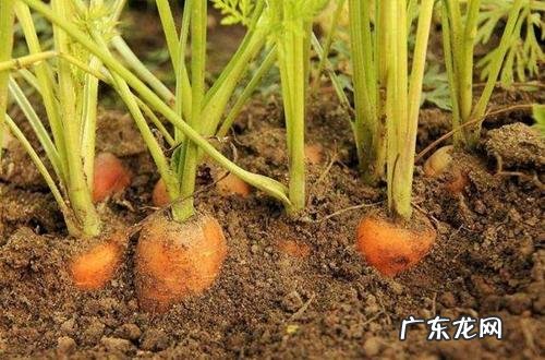 养殖佛珠注意这几点 吊盆佛珠怎么种植