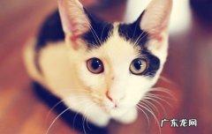 狂犬病毒存活时间10秒 狂犬病毒潜伏期会不会传染