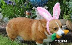 柯基和柴犬生出来的崽子 柯基犬为什么很少人养