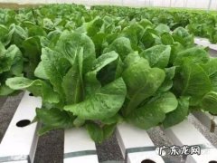 抢花期、占先机 致富经怎么种植芒果