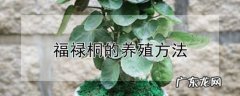 打造一盆“高颜值”松树盆景 老松盆景怎么种植