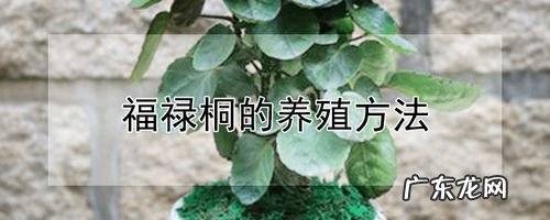 打造一盆“高颜值”松树盆景 老松盆景怎么种植