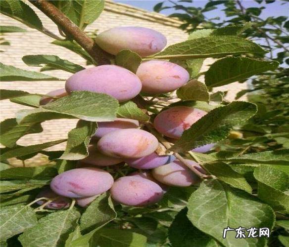 打造一盆“高颜值”松树盆景 老松盆景怎么种植