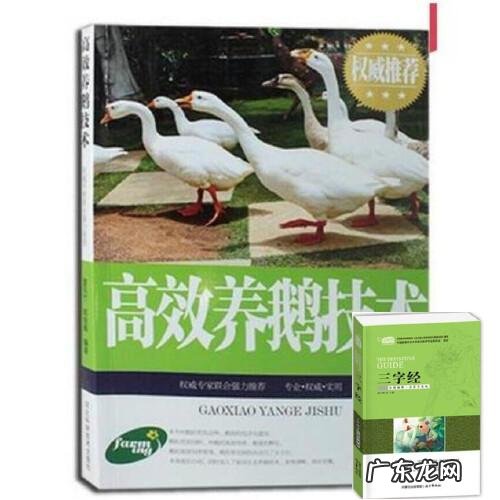 看完你就明白 圆葱怎么种植方法视频