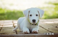 耳朵类型图解 狗狗的耳朵种类