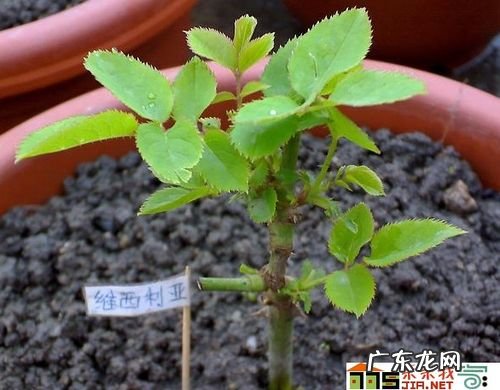 这6步记住轻松种秋葵 秋葵是怎么样种植的