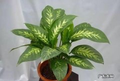 自己嫁接“桂花树” 在家种植物怎么嫁接
