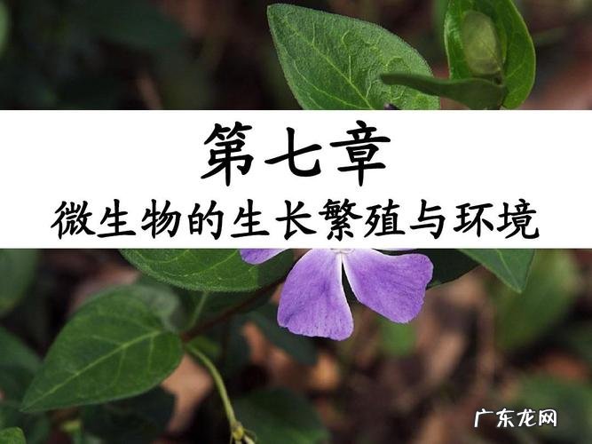 老农这里告诉你 杨桃在北方怎么种植