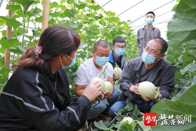 在家2周就能种出金针菇 金针姑如何种植