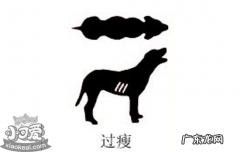 犬类肥胖身材标准图 如何判断狗狗胖不胖