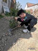 葡萄果树抹芽摘心管理正当时 葡萄果芽怎么种植