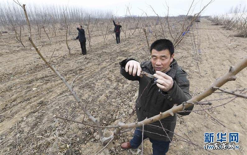 葡萄果树抹芽摘心管理正当时 葡萄果芽怎么种植