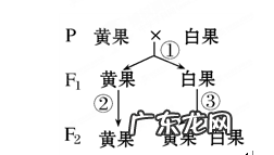 葡萄果树抹芽摘心管理正当时 葡萄果芽怎么种植