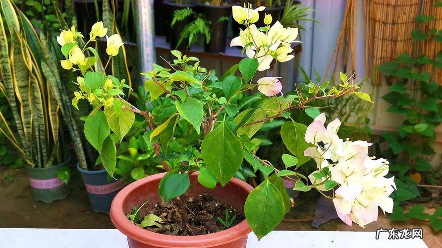 路边折段三角梅枝 三角梅折枝如何种植