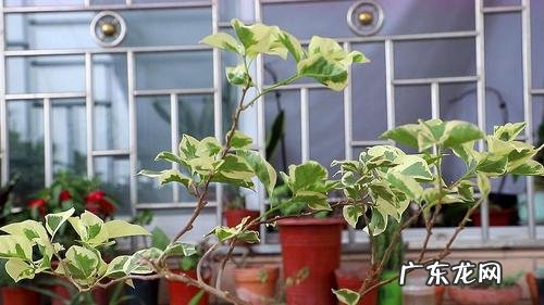 路边折段三角梅枝 三角梅折枝如何种植