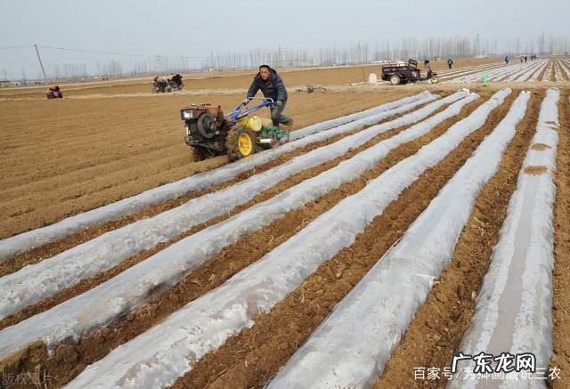 路边折段三角梅枝 三角梅折枝如何种植