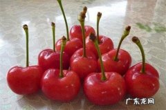 一个小方法 怎么样在家种植樱桃