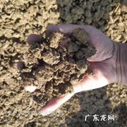 非洲种植牛粪怎么处理