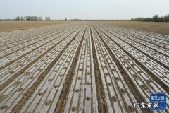 切块生姜放水里 怎么种植生姜最好