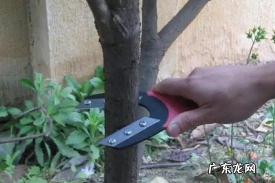 家庭养花好处多 在家种植花卉怎么样