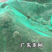 葵花籽油被誉为健康营养油 油葵芽怎么种植