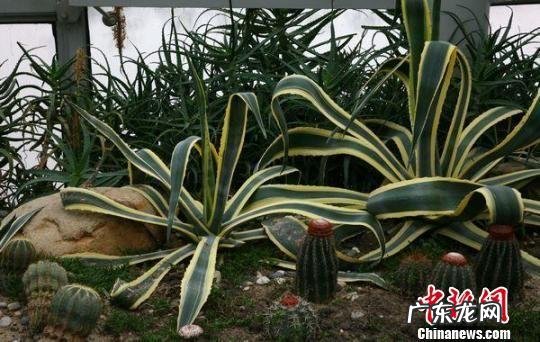 水果玉米的种植技术 如何使用种植营养盘