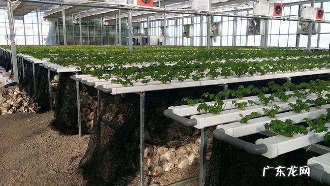 水果玉米的种植技术 如何使用种植营养盘