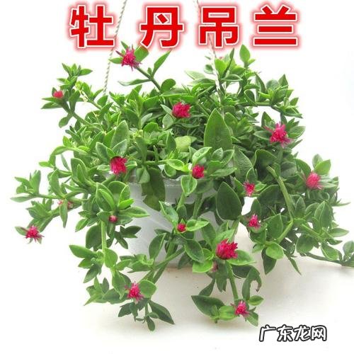 水果玉米的种植技术 如何使用种植营养盘