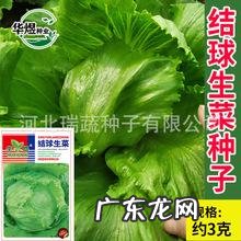 附种植技巧 生菜怎么种植物