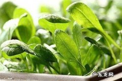 附种植技巧 生菜怎么种植物