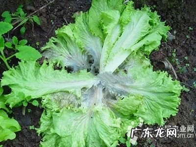 附种植技巧 生菜怎么种植物