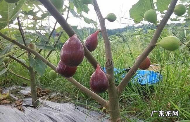 无花果的种植技术有哪些 贵州黄皮类无花果树苗怎么种植