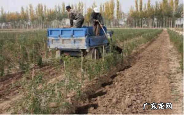 无花果的种植技术有哪些 贵州黄皮类无花果树苗怎么种植