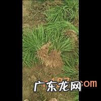 无花果的种植技术有哪些 贵州黄皮类无花果树苗怎么种植