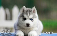 挑选哈士奇幼犬技巧 买哈士奇幼犬怎么挑选