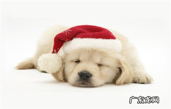 空调病能自愈吗 狗狗会得空调病吗